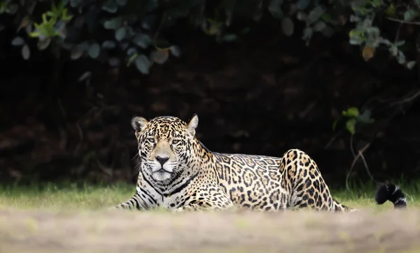 Närbild av en Jaguar som ligger på en flodstrand — Stockfoto