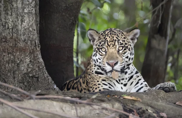 Primo piano di una Jaguar sdraiata su un albero — Foto Stock