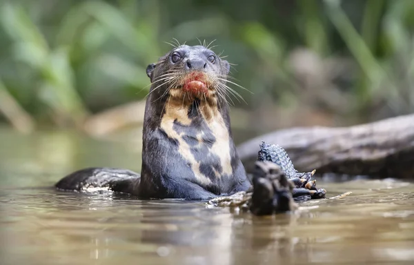 Close up of a giant otter eating fish — Stock Photo, Image