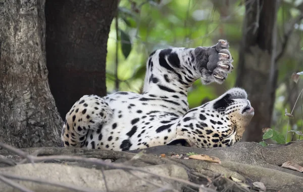Nahaufnahme eines Jaguars, der sich auf einem umgestürzten Baum ausbreitet — Stockfoto
