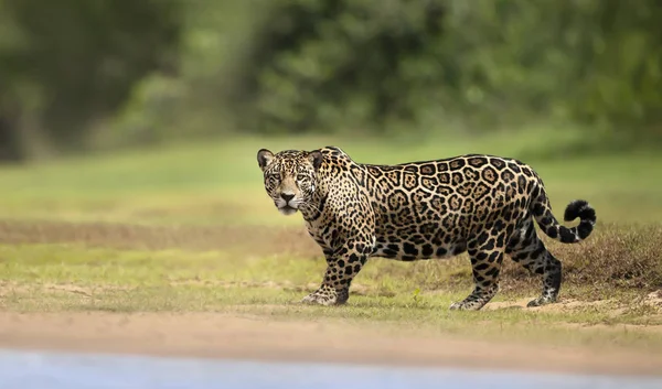 ジャガーが川の近くを歩くのを閉じる — ストック写真