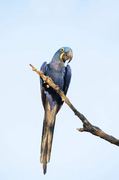 Close up of a Hyacinth macaw — Stock Photo, Image