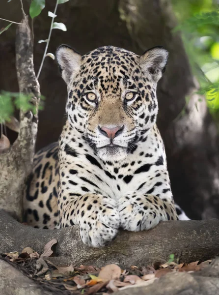 Primo piano di una Jaguar sdraiata su un albero — Foto Stock