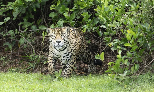 Brezilya 'da bir Jaguar Pantanal' a yakın çekim — Stok fotoğraf