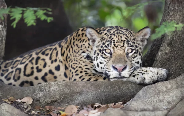 Acercamiento de un Jaguar acostado en un árbol — Foto de Stock