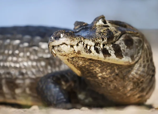 Közelkép egy Yacare kajmánról, Pantanal, Brazília. — Stock Fotó