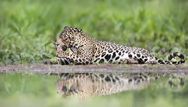 Närbild av en jaguar på en flodstrand — Stockfoto