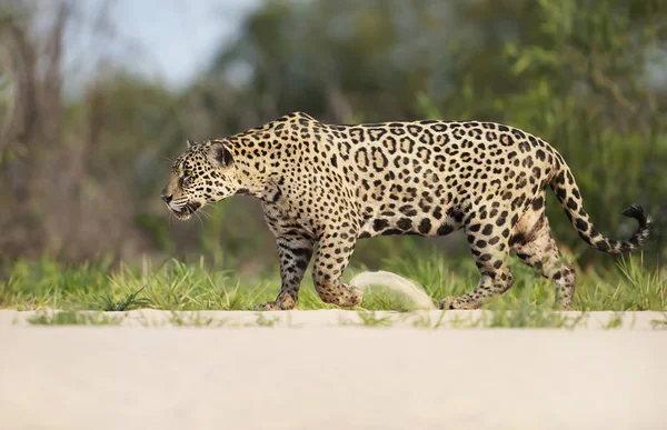 Jaguar caminhando ao longo da margem do rio — Fotografia de Stock