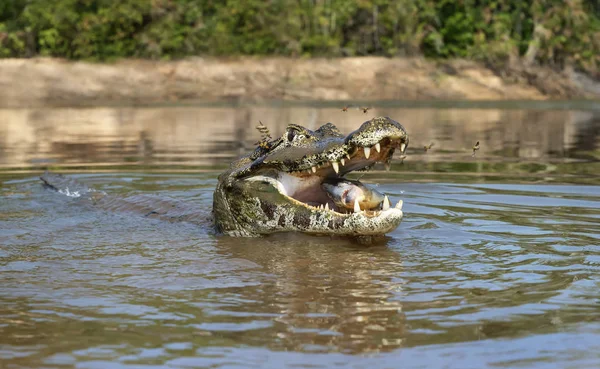 Primer plano de un caimán Yacare comiendo pirañas — Foto de Stock