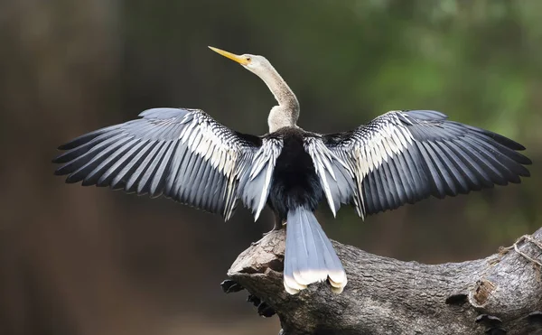 Anhinga sitter uppe på ett fallande träd med vingar och svans utspridda för att torka — Stockfoto