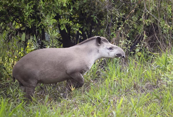 Tapir Amerika Selatan berjalan di rumput — Stok Foto