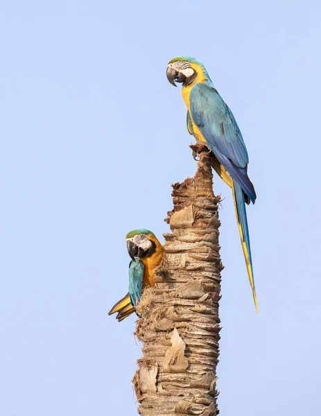 Blue-and-yellow macaws perched high on a dead palm tree — Stock Photo, Image