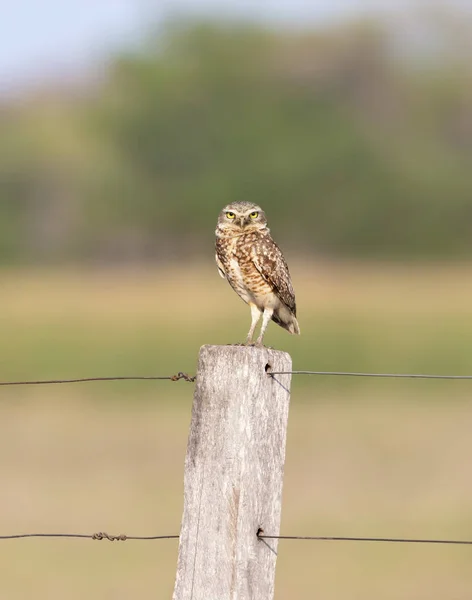 Búho enterrador posado en un poste de valla — Foto de Stock