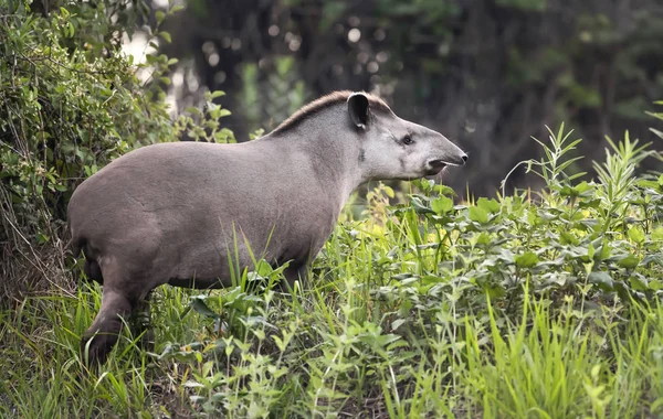 Tapir sul-americano andando na grama — Fotografia de Stock