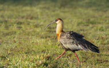 Close up of a buff-necked ibis walking on grass clipart