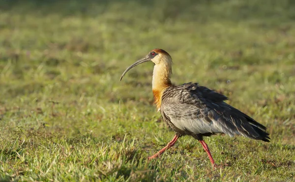 Close up of a buff-necked ibis walking on grass — Stock Photo, Image