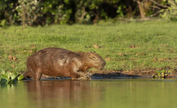 Gros plan d'un Capybara marchant dans l'eau — Photo