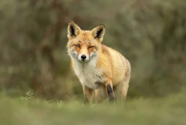풀밭에 서 있는 붉은 여우를 가까이서 — 스톡 사진
