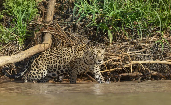 Primer plano de un Jaguar caminando en el agua — Foto de Stock