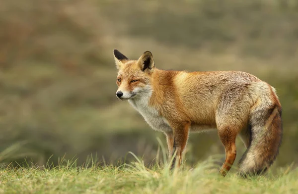 Gros plan d'un renard roux debout dans l'herbe — Photo