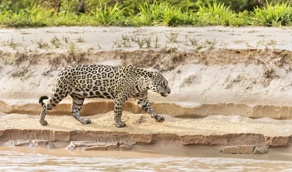 Zblízka jaguár kráčející po břehu řeky — Stock fotografie