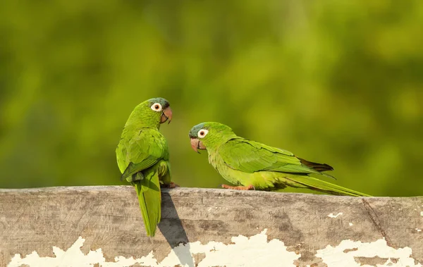 Yellow-chevroned parakeets perched on a wooden fence — Stock Photo, Image