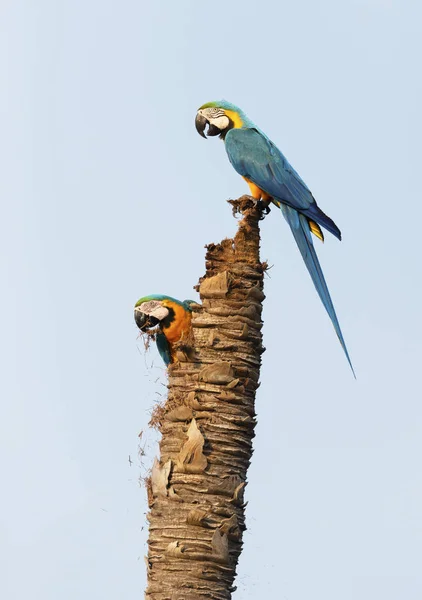 Macao azzurro e giallo che nidificano in alto su una palma morta — Foto Stock