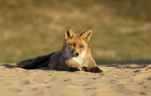 Close up van een rode vos liggend op zand — Stockfoto