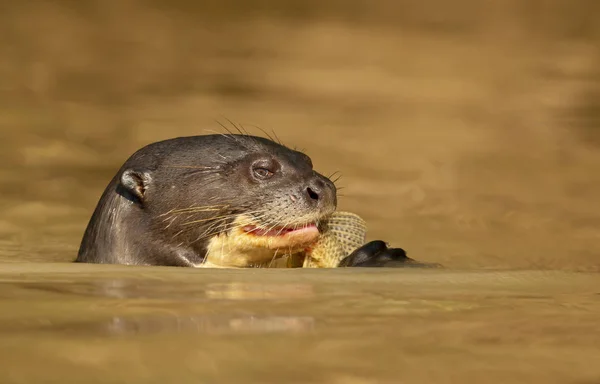 Fechar de uma lontra gigante comendo peixe — Fotografia de Stock