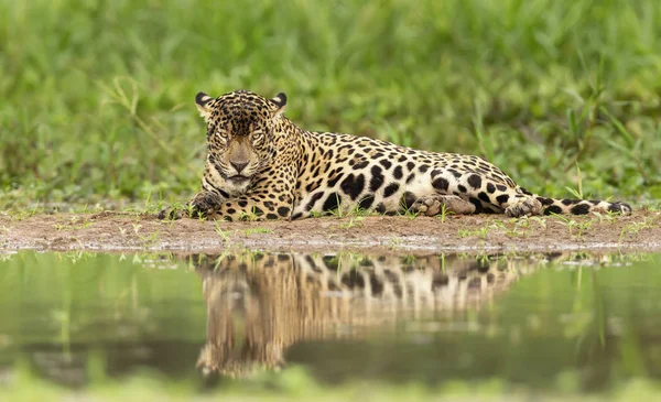 Närbild av en jaguar på en flodstrand — Stockfoto