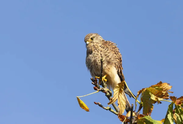 Κοντινό πλάνο ενός κοινού kestrel σκαρφαλωμένου σε ένα δέντρο — Φωτογραφία Αρχείου