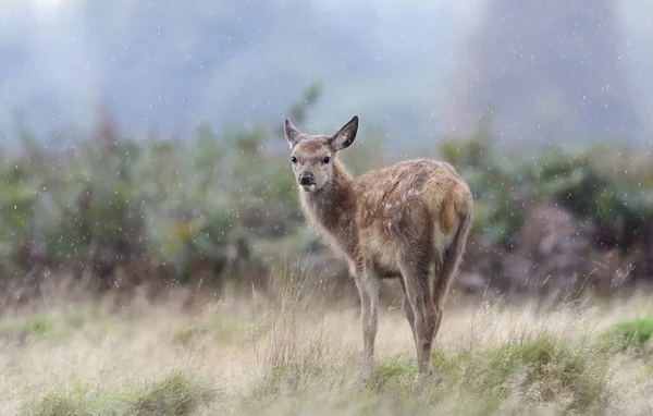 떨어지는 비에 붉은 사슴 새끼의 근접 사진 — 스톡 사진