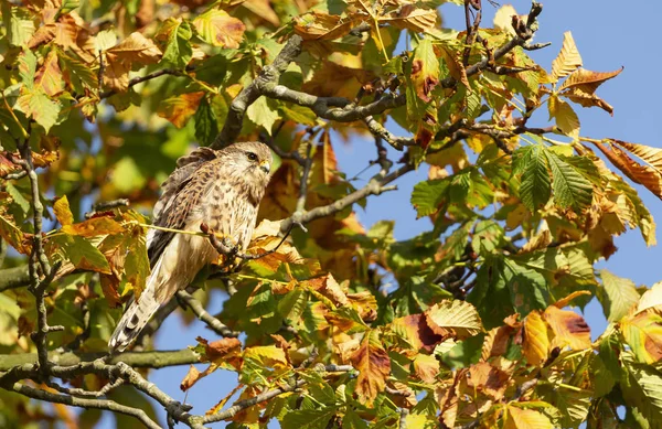 Κοντινό πλάνο ενός κοινού kestrel σκαρφαλωμένου σε ένα δέντρο — Φωτογραφία Αρχείου