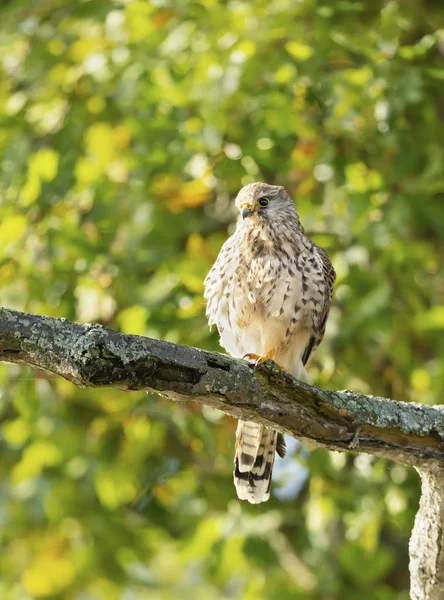 Close up of a common kestrel perched in a tree — Stock Photo, Image