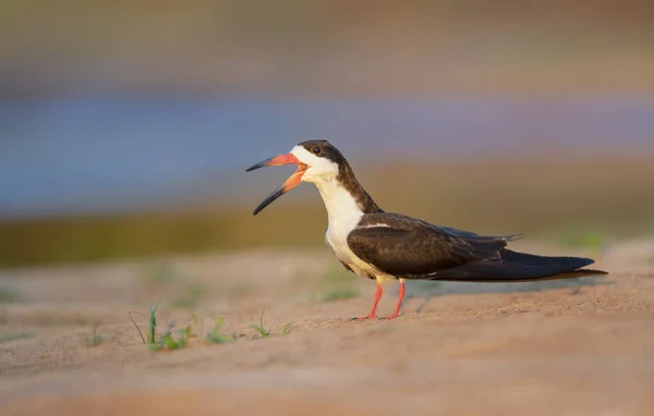 Close up of a black skimmer calling — Stock Photo, Image