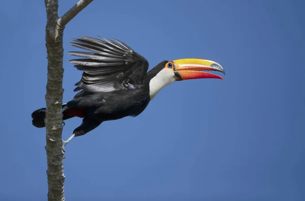 Close-up de um Toco Toucan em voo — Fotografia de Stock