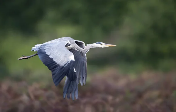 Närbild av en grå häck under flygning — Stockfoto