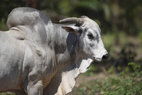 Portrét Nelorského býka na brazilské farmě — Stock fotografie