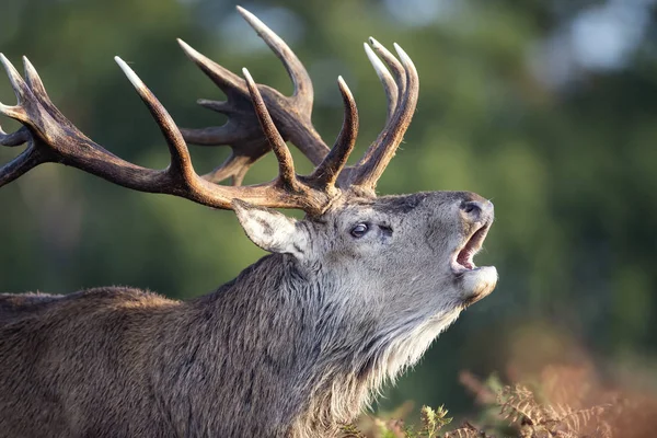 Veado vermelho chamando durante a temporada de rutting no outono — Fotografia de Stock