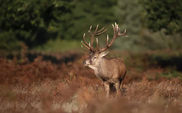 Gros plan d'un cerf rouge blessé — Photo