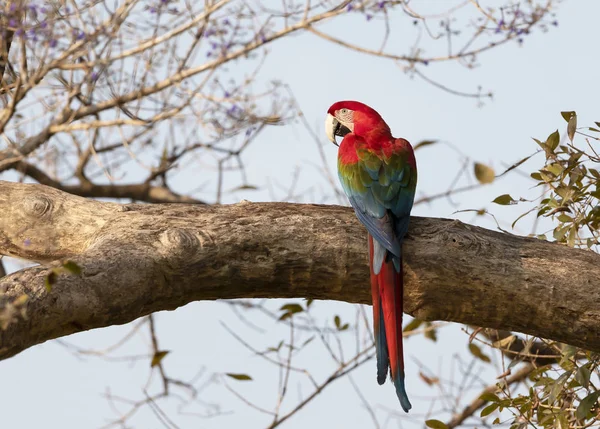 Close-up de uma arara vermelha e verde empoleirada em uma árvore — Fotografia de Stock