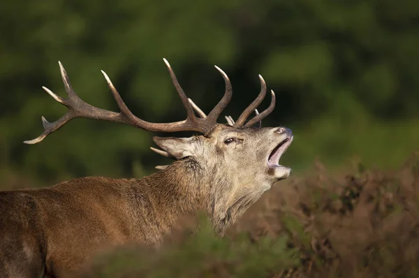 Veado vermelho chamando durante a temporada de rutting no outono — Fotografia de Stock