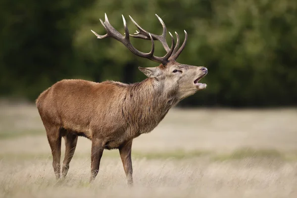 Cerf rouge appelant pendant la saison d'ornières en automne — Photo