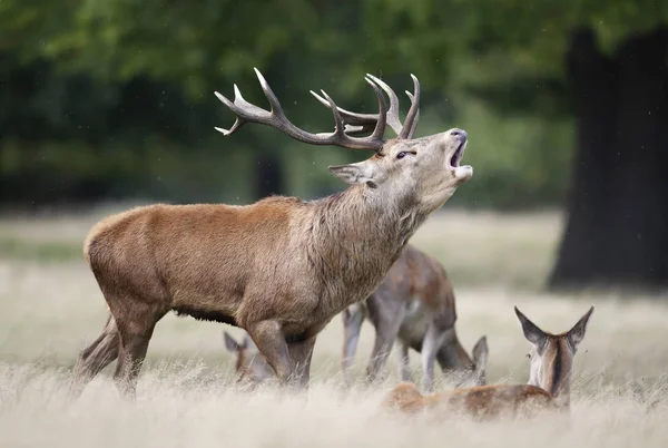 Red deer stag calling during rutting season in autumn — Stock Photo, Image