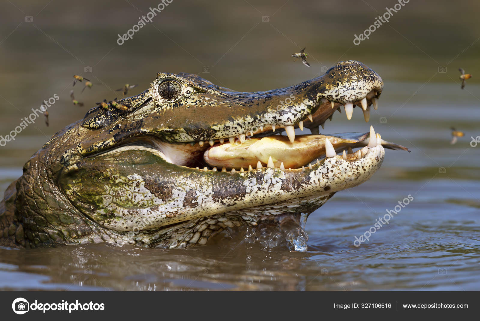 Close up de um jacaré Yacare comendo piranha fotos, imagens de © Giedriius  #327106616
