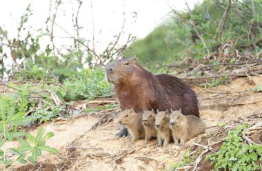 Capybara mother with four pups sitting on a river bank clipart