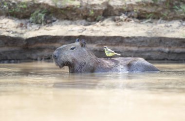Sırtında sarı bir kuşla suda Capybara
