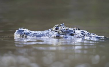 Güney Pantanal, Brezilya 'da bir Yacare kayman' ına yakın çekim.