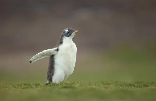 Close up of a cute Gentoo penguin chick — ストック写真