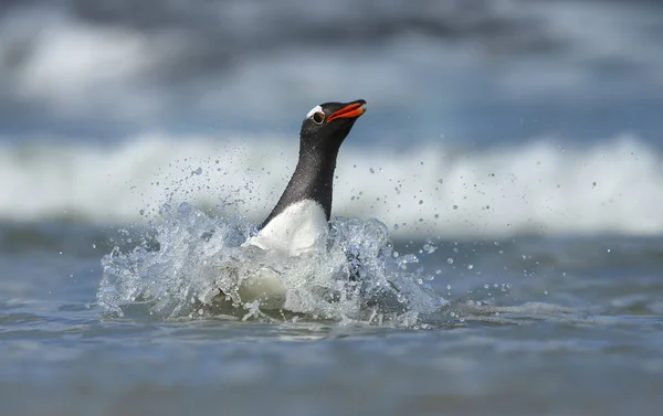 Gentoo pinguino immersioni in acque tempestose — Foto Stock